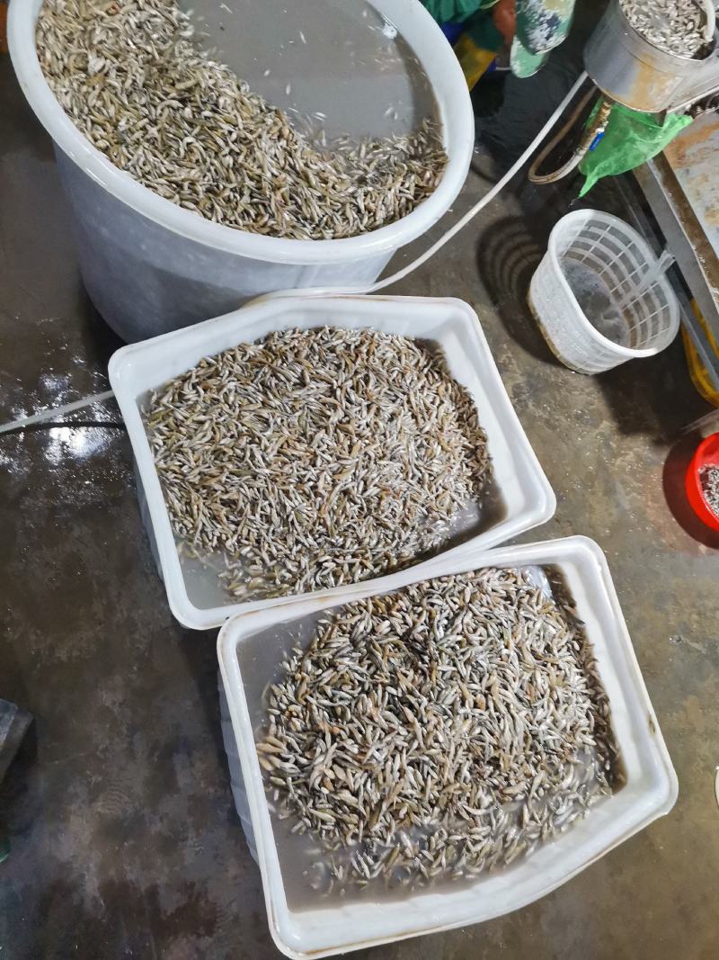 【推荐】山坑鱼5-7公分，产地发货，质量保证，欢迎