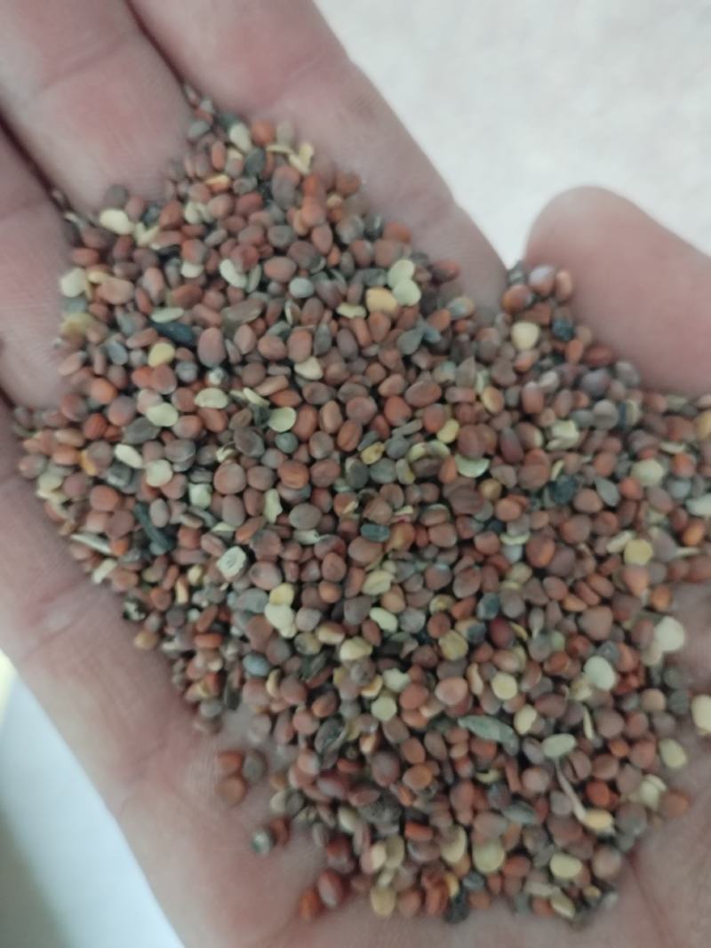 莱菔子，甘肃货，2022年新籽，包含量。