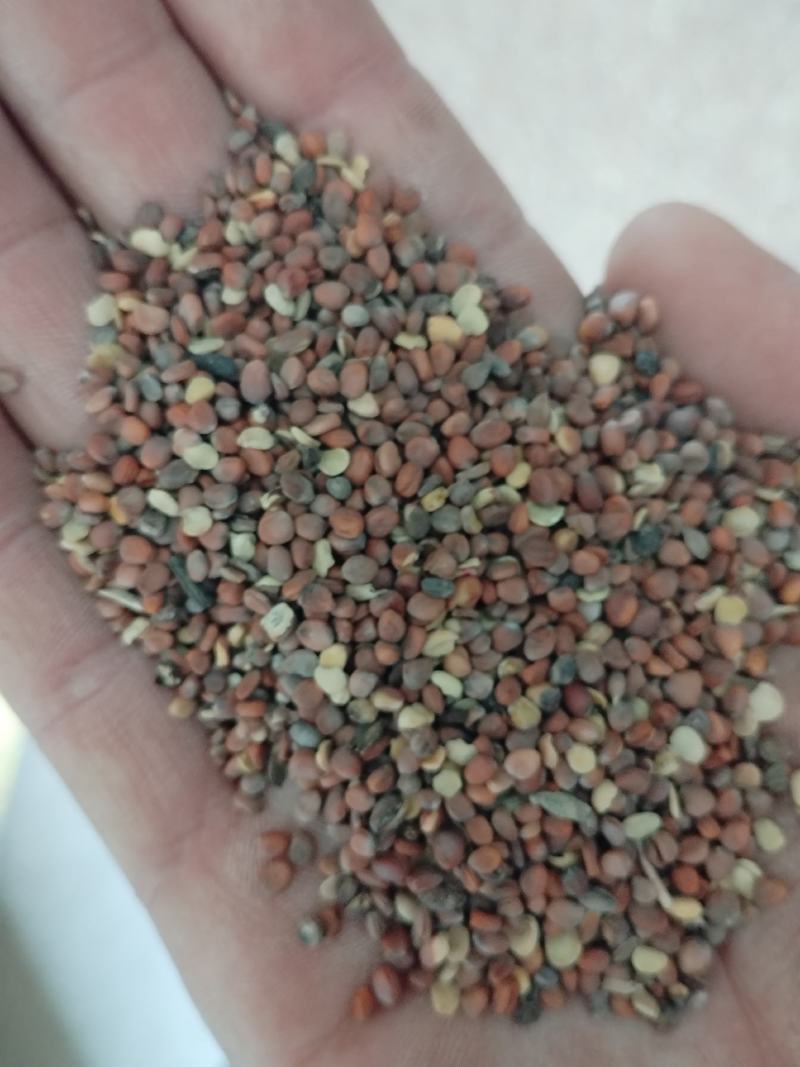 莱菔子，甘肃货，2022年新籽，包含量。