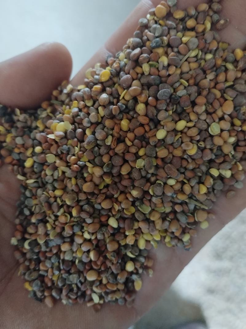 莱菔子，甘肃货，2022年新籽，包含量。