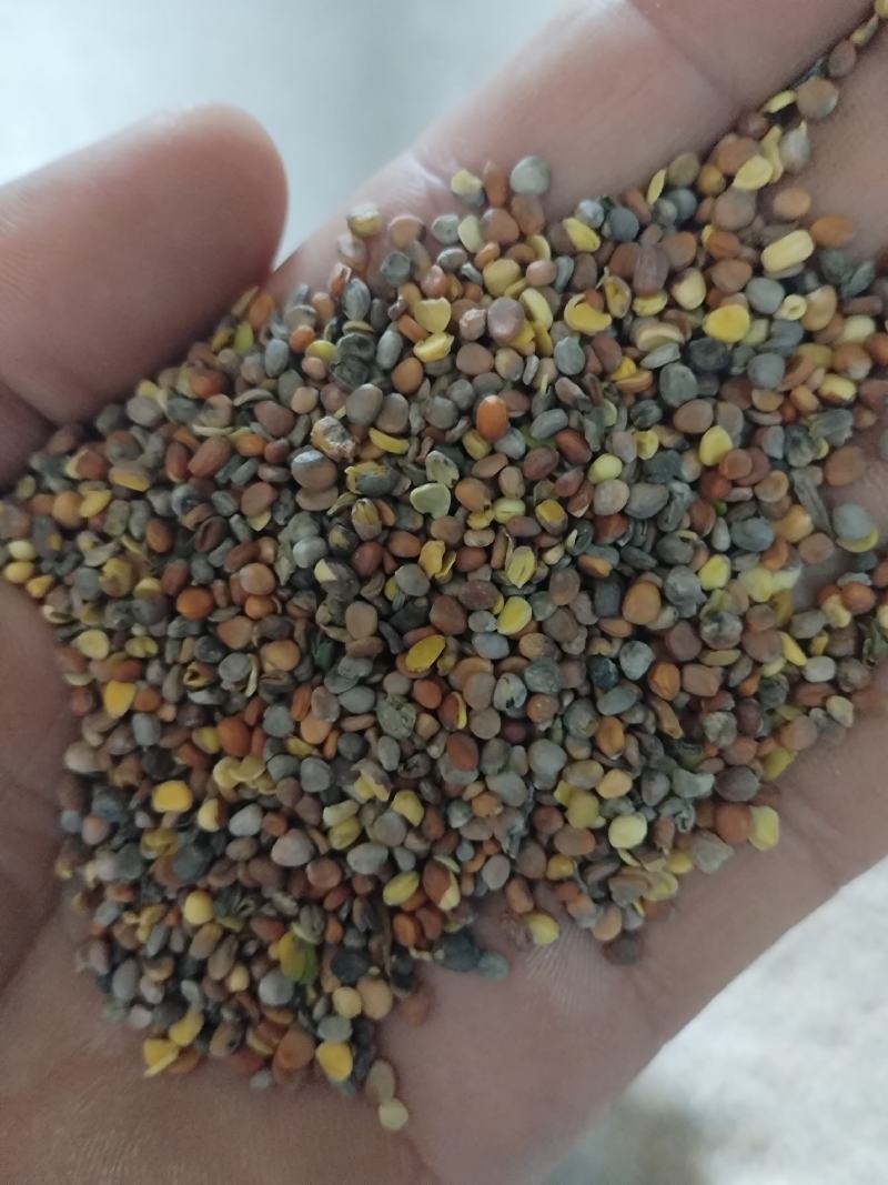 莱菔子，甘肃货，2022年新籽，包含量。
