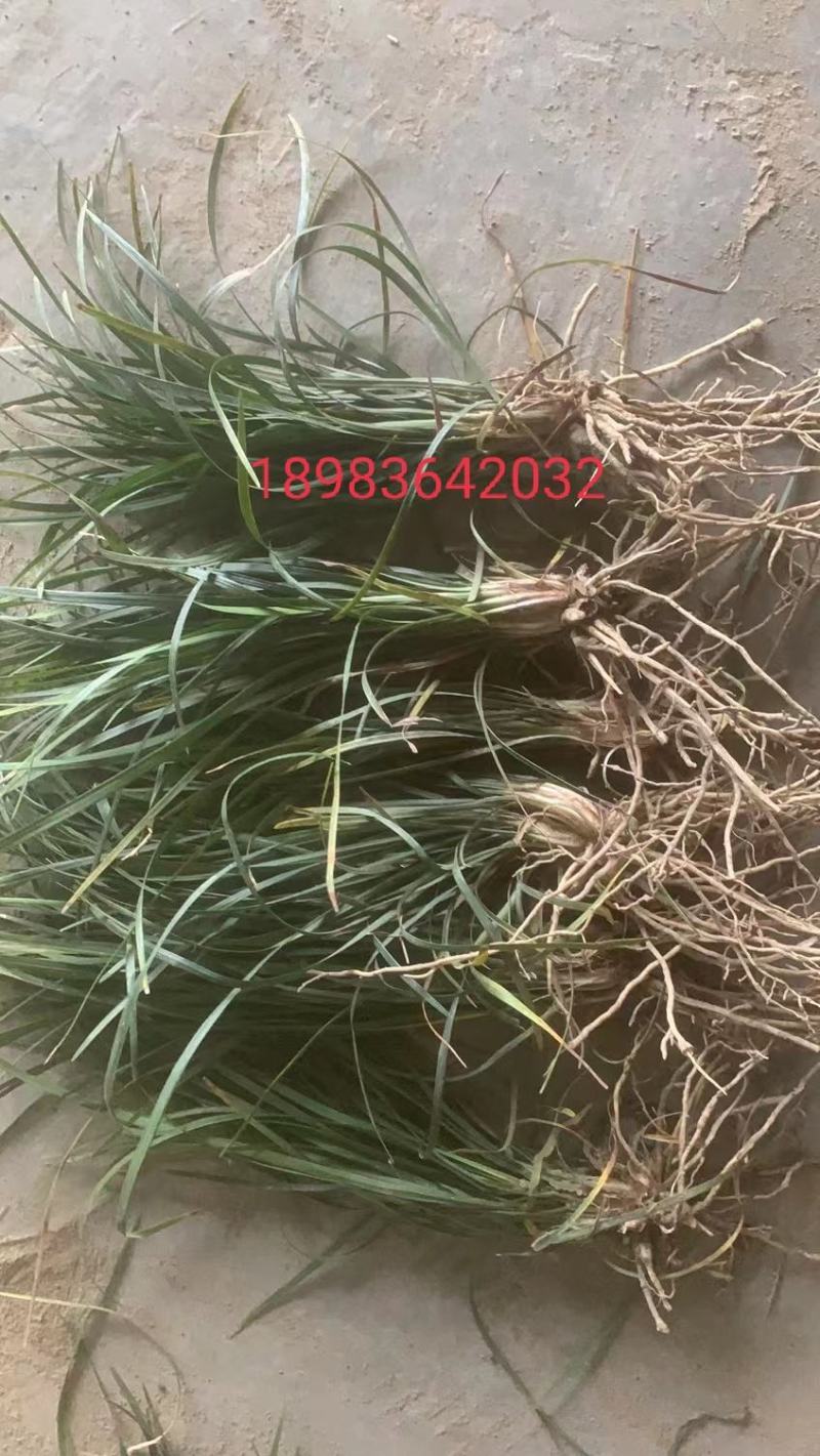 麦冬苗