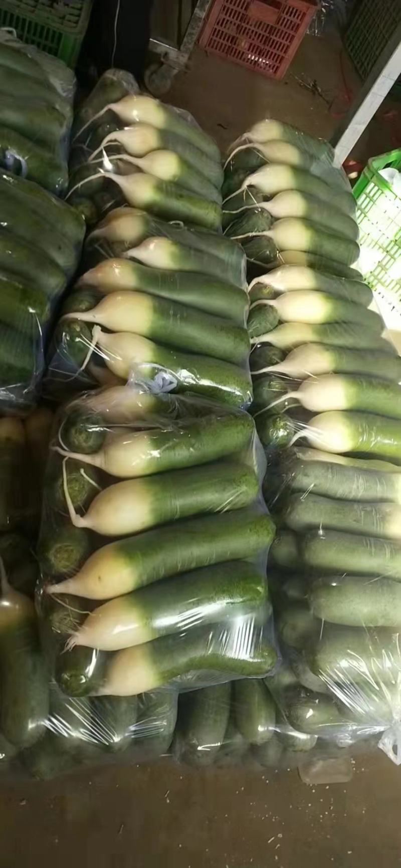 潍县水果萝卜