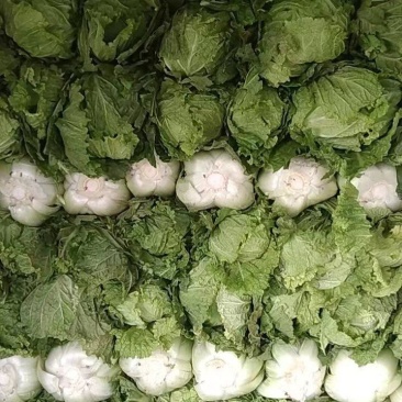 河北大白菜净菜4~6斤