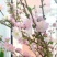 珍珠李红花麦李遇水开花水养鲜枝条
