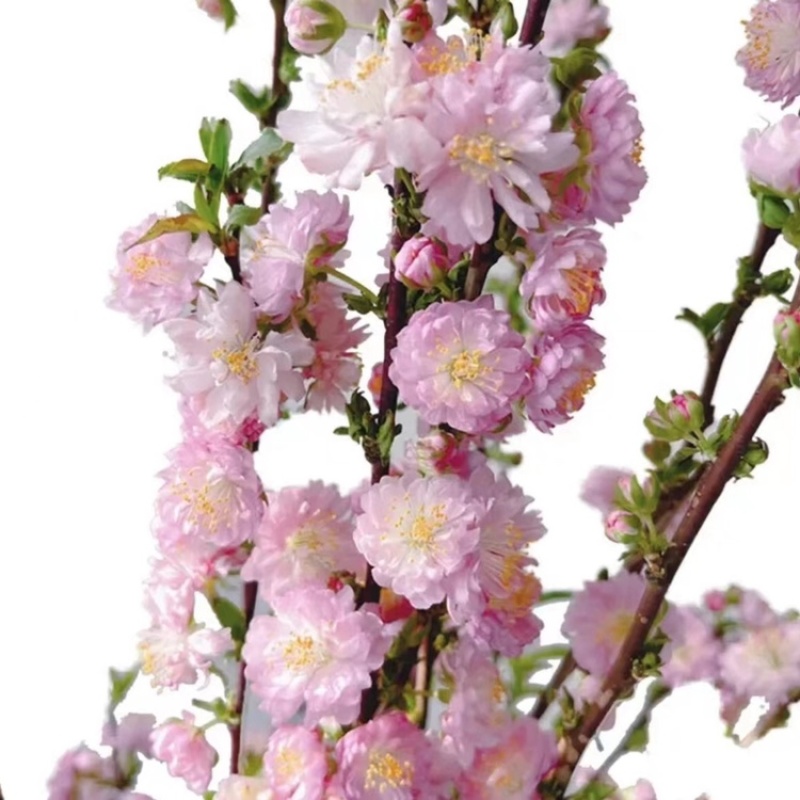 珍珠李红花麦李遇水开花水养鲜枝条