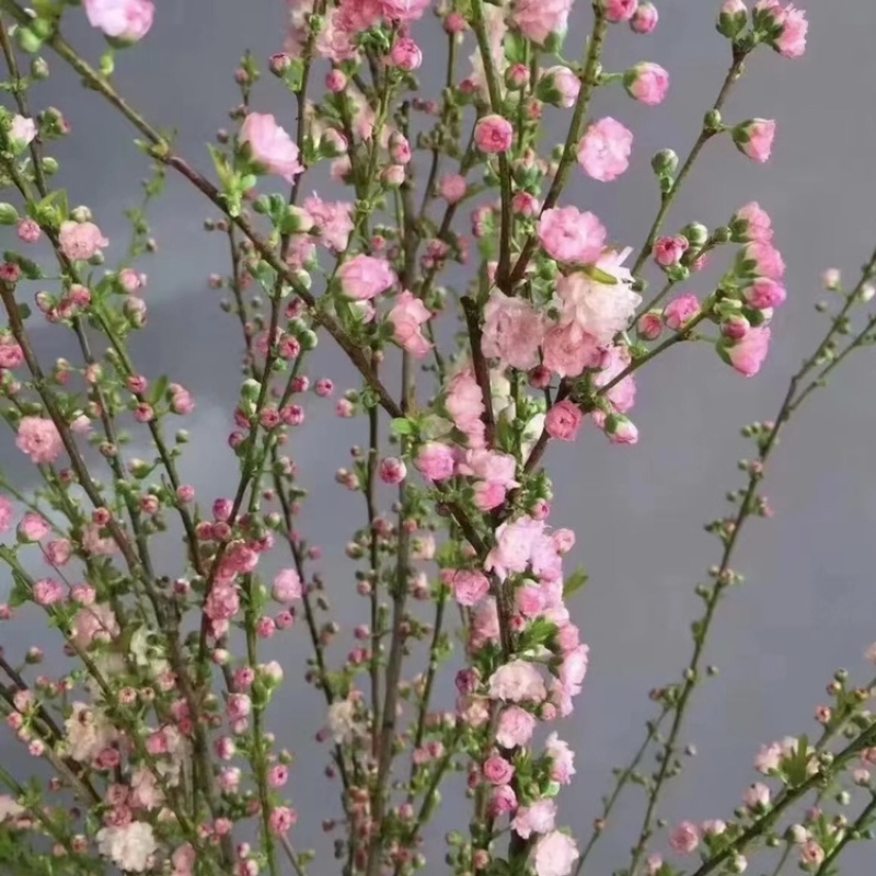 珍珠李红花麦李遇水开花水养鲜枝条