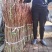 珍珠李红花麦李遇水开花水养鲜枝条