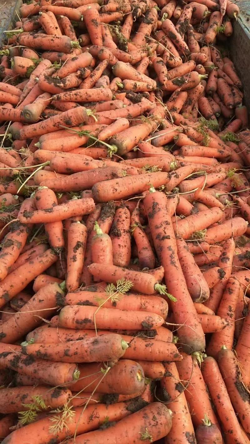 精品红萝卜产地直发条形好光泽亮，可按需包装电商货市场货