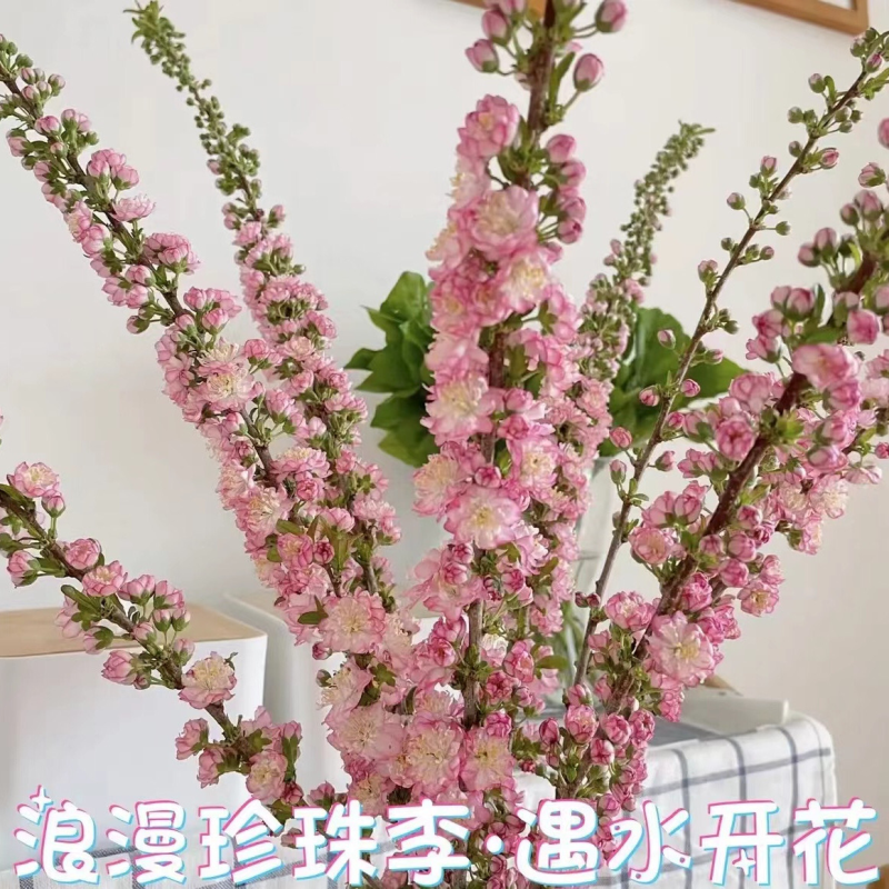 珍珠李干枝红花麦李开花机器遇水开花