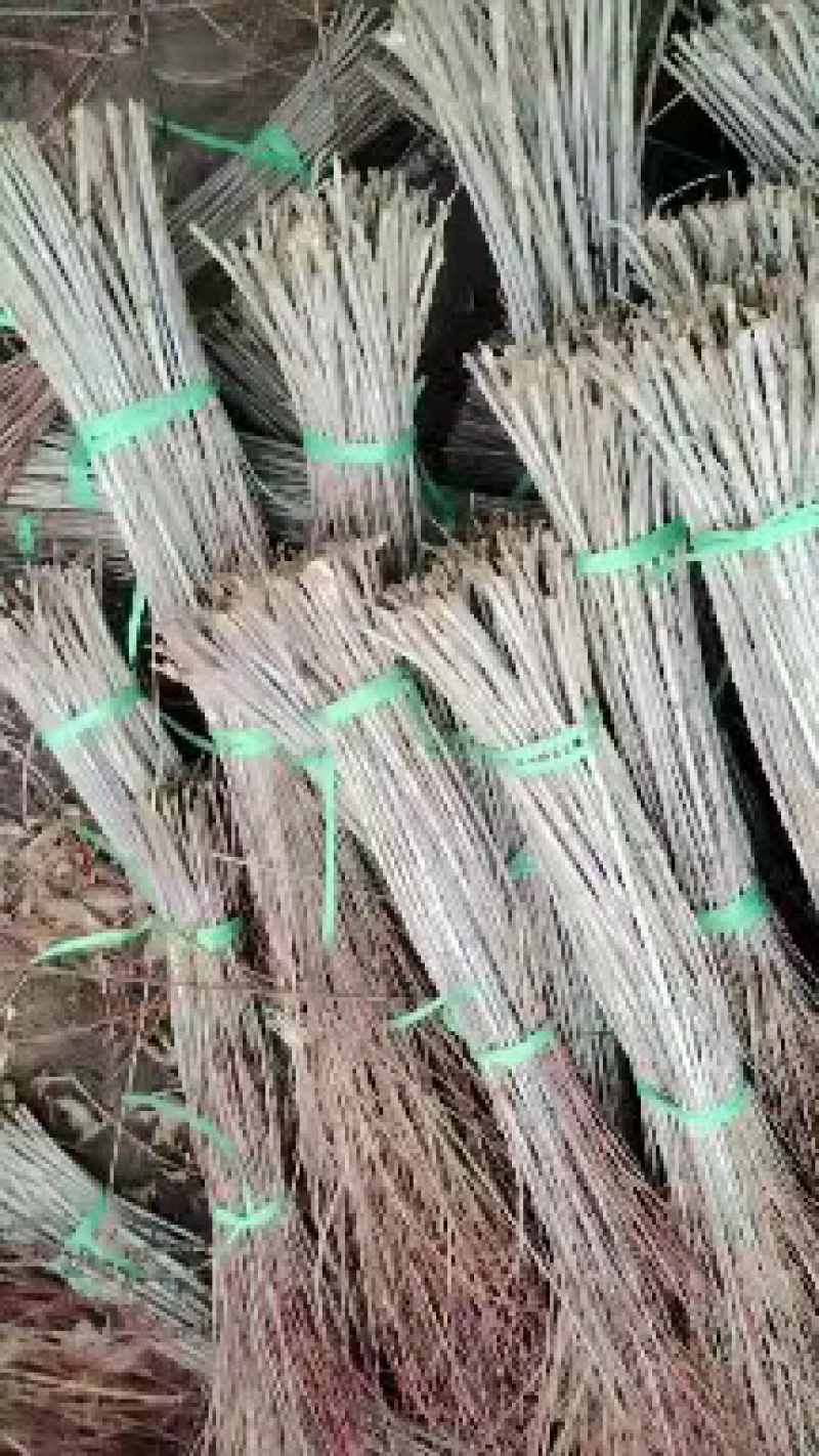 珍珠李干枝红花麦李开花机器遇水开花