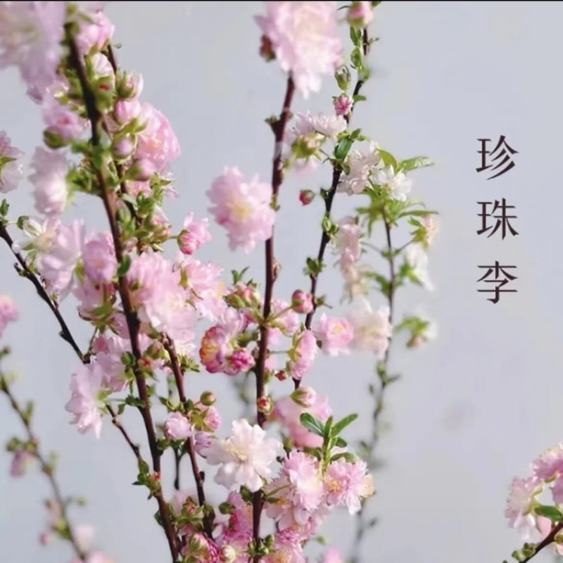 珍珠李干枝红花麦李开花机器遇水开花