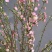 珍珠李干枝红花麦李开花机器遇水开花