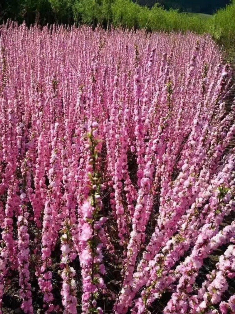 珍珠李干枝红花麦李开花机器遇水开花