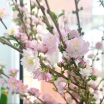 干枝珍珠李珍珠李红花麦李开花机器遇水开花