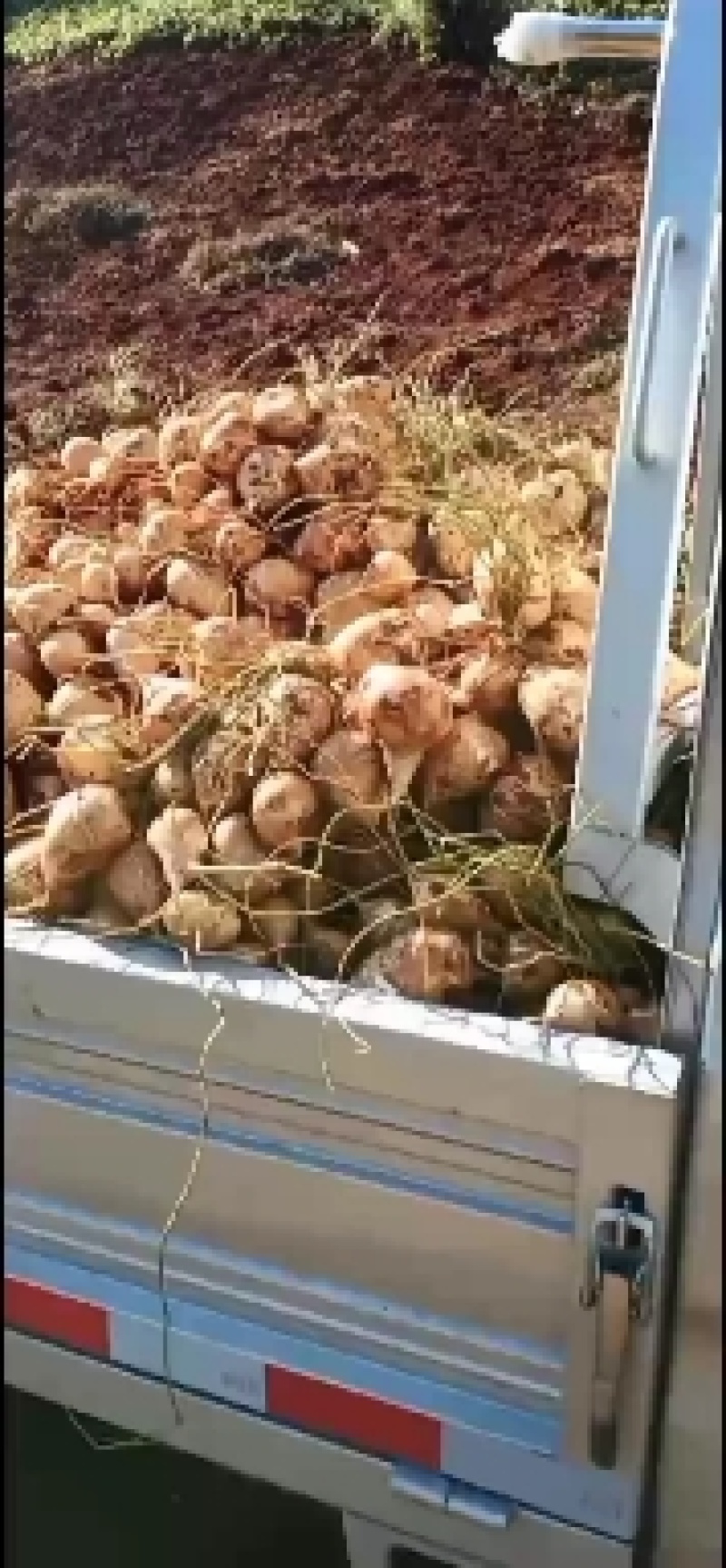 雅砻江边上的里庄土瓜，自产自销，大量种植，供货量大