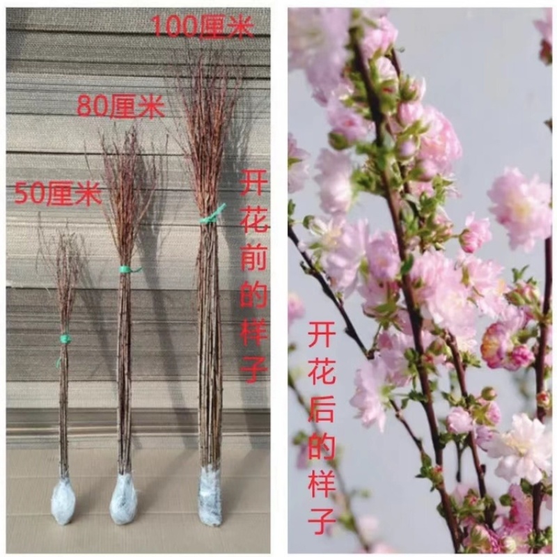 干枝珍珠李珍珠李红花麦李开花机器遇水开花