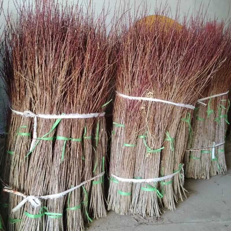 干枝珍珠李珍珠李红花麦李开花机器遇水开花