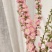 干枝珍珠李珍珠李红花麦李开花机器遇水开花