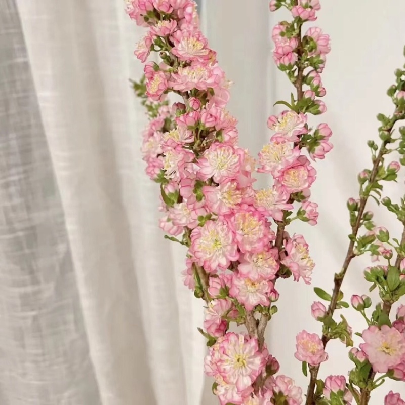 干枝珍珠李珍珠李红花麦李开花机器遇水开花