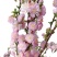 干枝珍珠李珍珠李红花麦李开花机器遇水开花