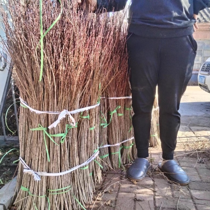 干枝珍珠李珍珠李红花麦李开花机器遇水开花