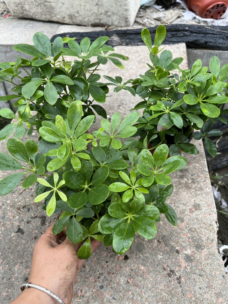 鸭脚木