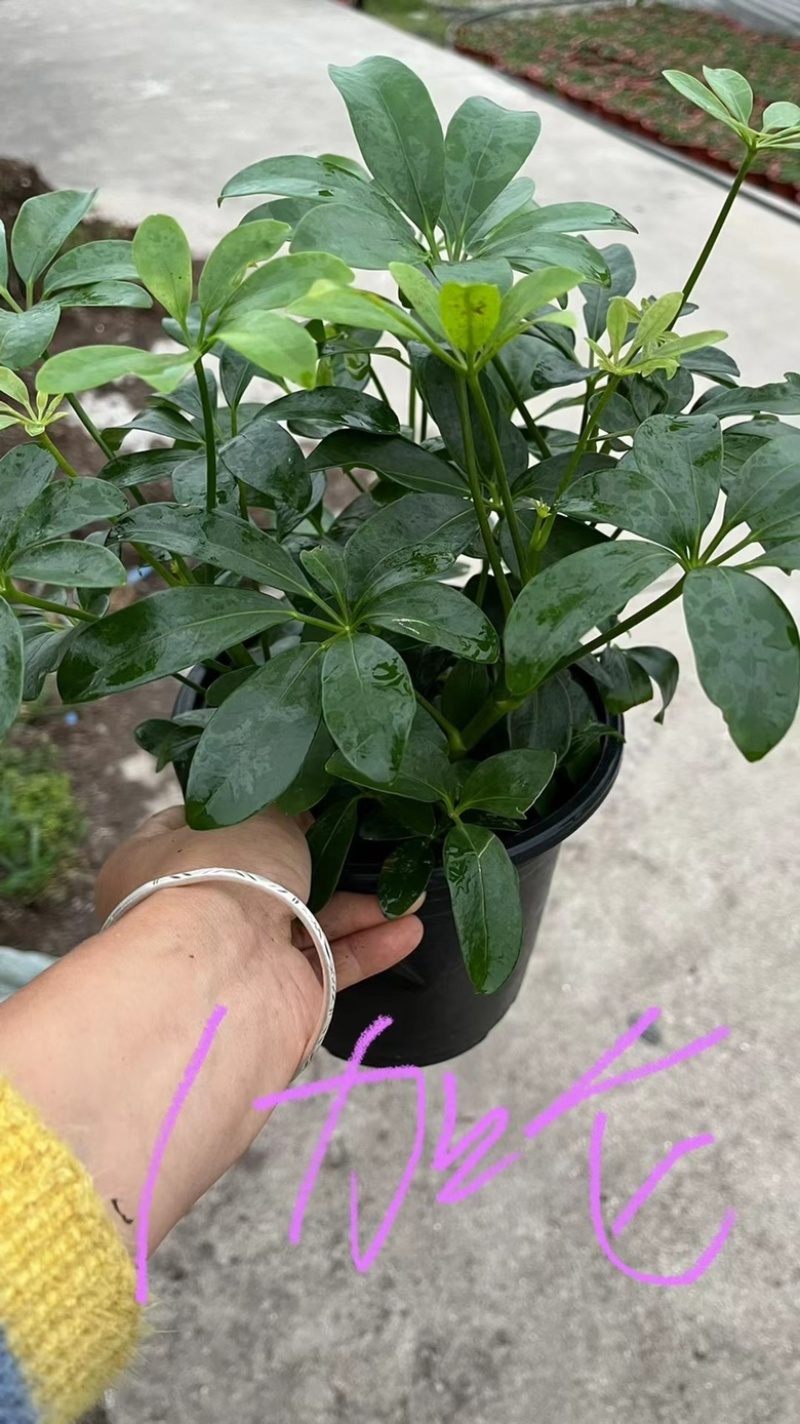 鸭脚木