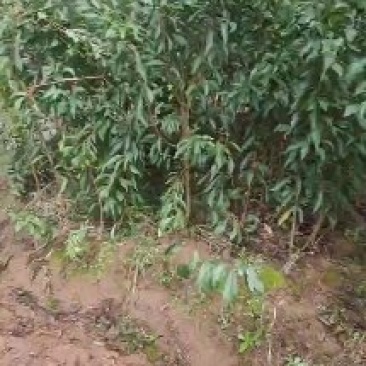 蜂糖李子苗