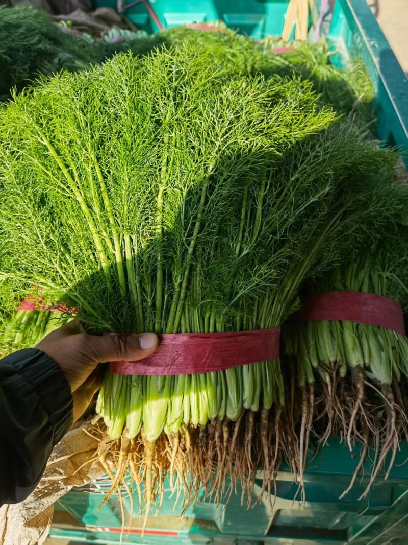 永年精品回一手货源扁杆茴香