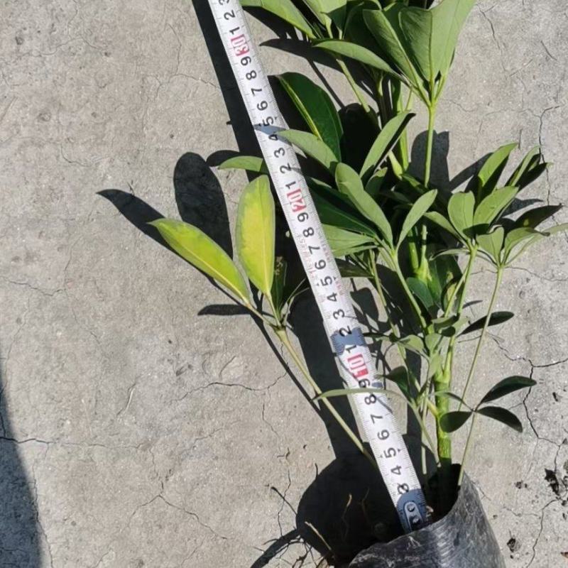 鸭脚木有绿化观赏净化空气净化甲醛