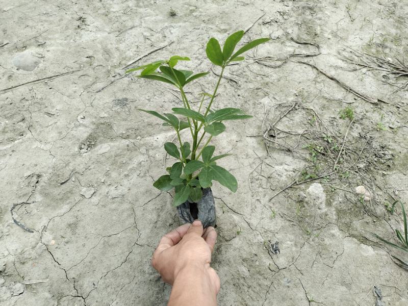 鸭脚木有绿化观赏净化空气净化甲醛
