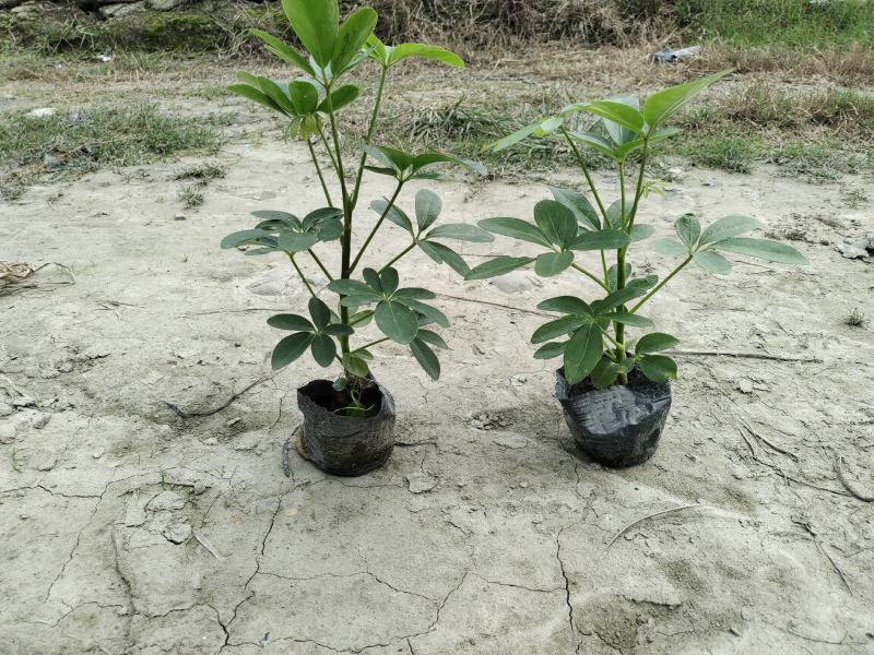 鸭脚木有绿化观赏净化空气净化甲醛