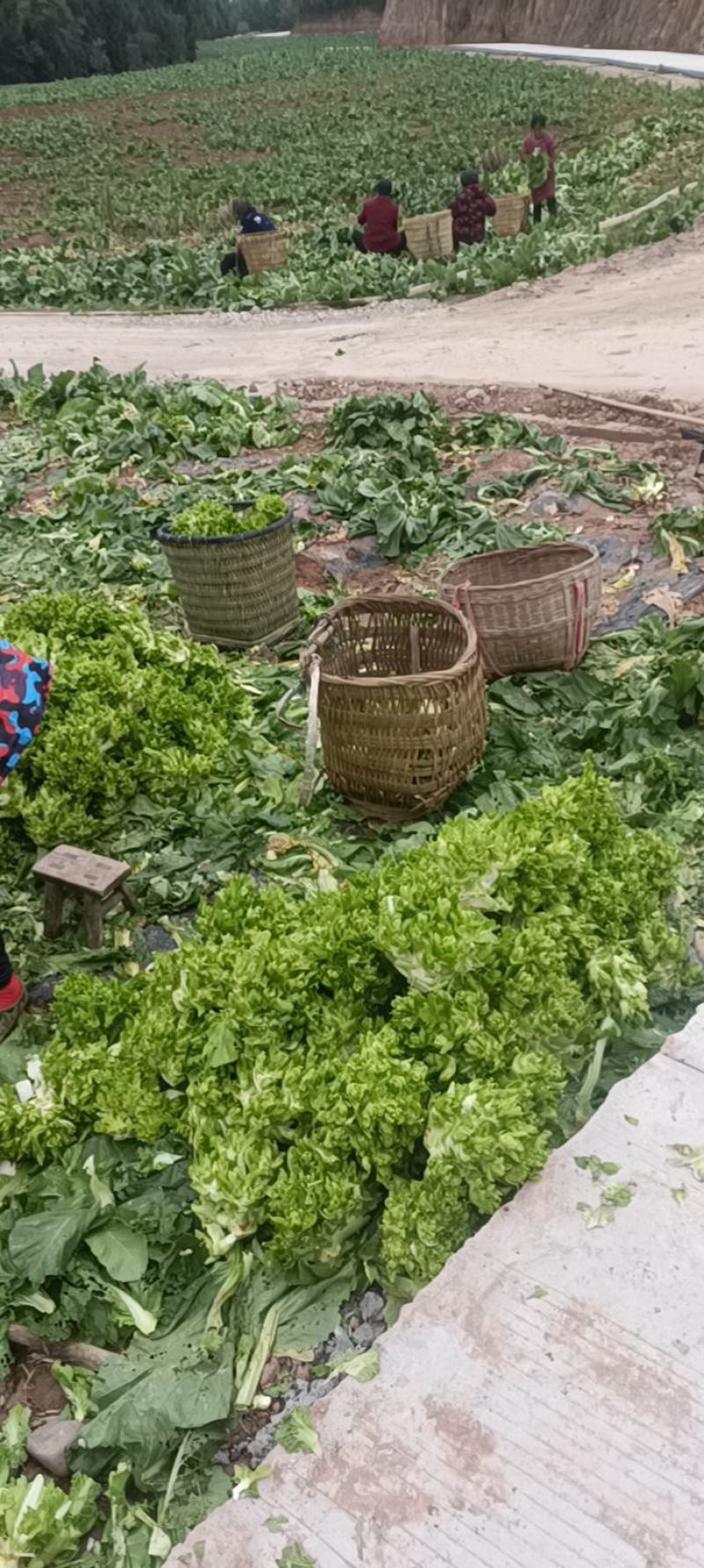小心子儿菜山地菜基地直供一手货源