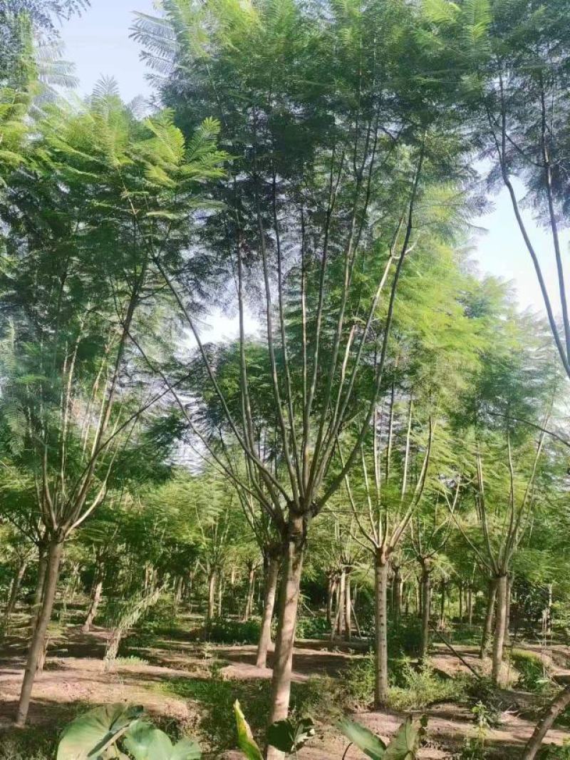 蓝花楹水景行道公园点缀小区绿化欢迎咨询实地考察