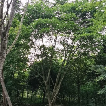 蓝花楹水景行道公园点缀小区绿化欢迎咨询实地考察