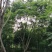 蓝花楹水景行道公园点缀小区绿化欢迎咨询实地考察