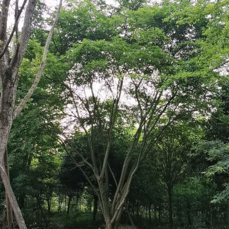 蓝花楹水景行道公园点缀小区绿化欢迎咨询实地考察