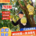 湖南江永老树沙田柚大量上市，皮薄口感清甜，农户家一手货源