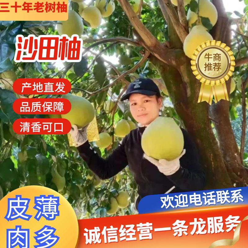 湖南江永老树沙田柚大量上市，皮薄口感清甜，农户家一手货源