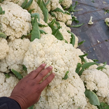 徐州沛县有机花菜大量上市中需要的老板联系