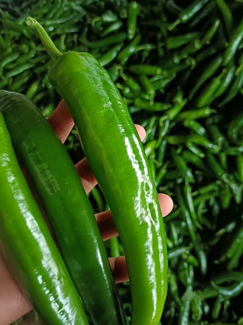 新苗青皮尖椒大量上市，货源充足，品种多远可以配车发货