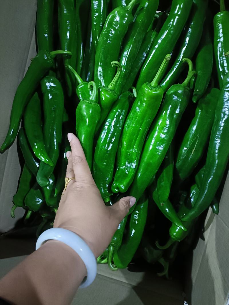 新苗青皮尖椒大量上市，货源充足，品种多远可以配车发货