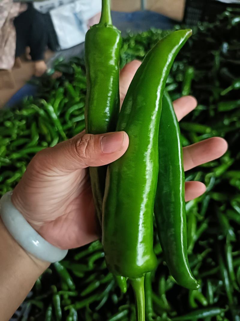 新苗青皮尖椒大量上市，货源充足，品种多远可以配车发货