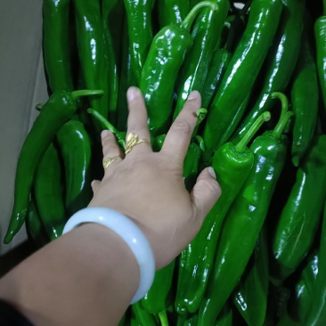 新苗青皮尖椒大量上市，货源充足，品种多远可以配车发货