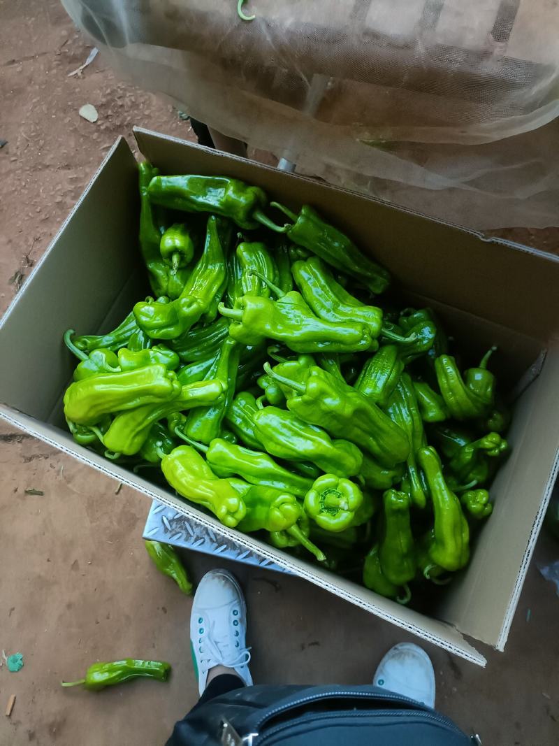 新苗泡椒薄皮椒大量上市了，品种多样配车，质量保证！