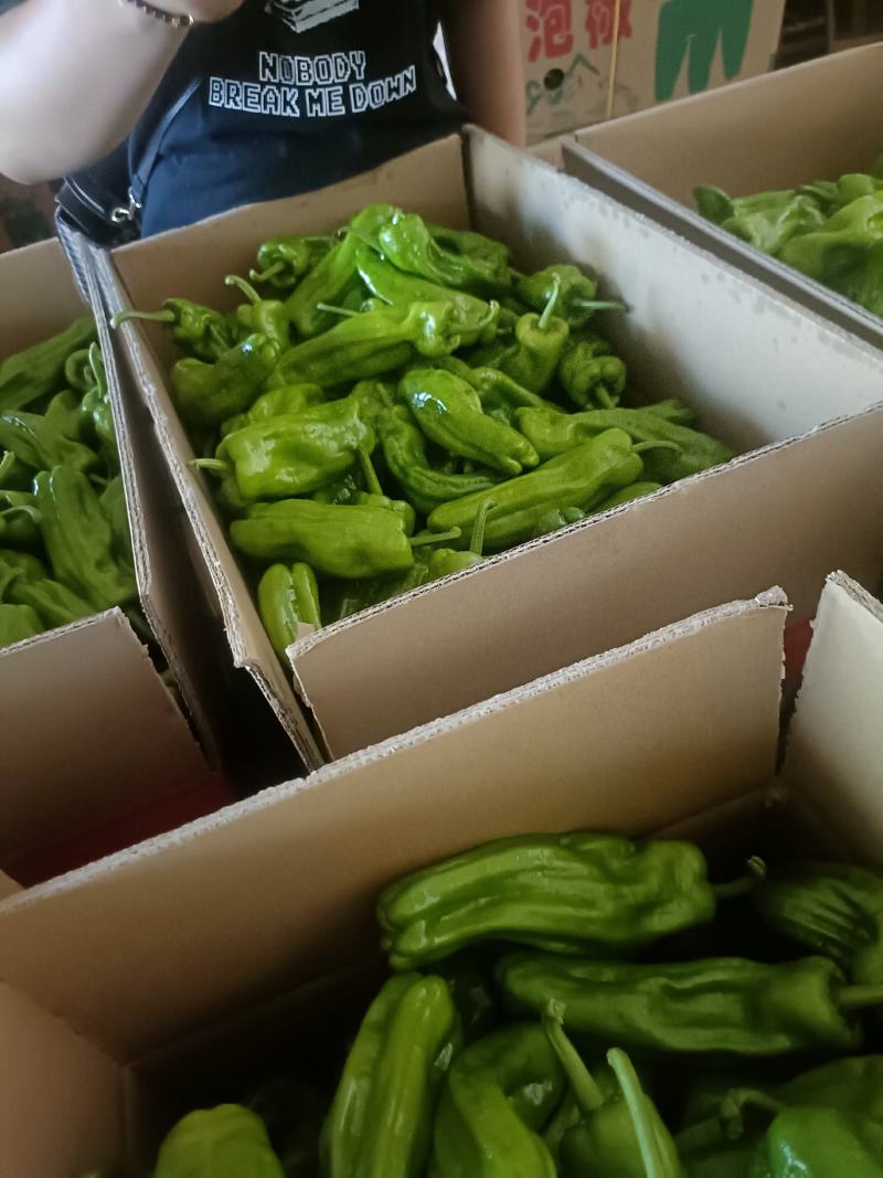 新苗泡椒薄皮椒大量上市了，品种多样配车，质量保证！