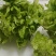本地精品儿菜个大不空心不冒苔不红头