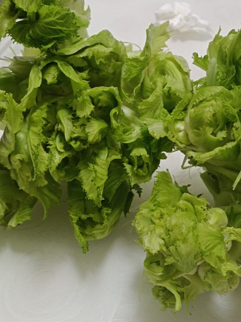 本地精品儿菜个大不空心不冒苔不红头