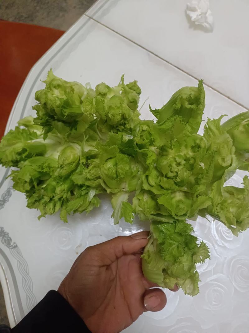 本地精品儿菜个大不空心不冒苔不红头